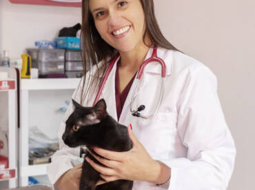 Tips para el cuidado de los gatos