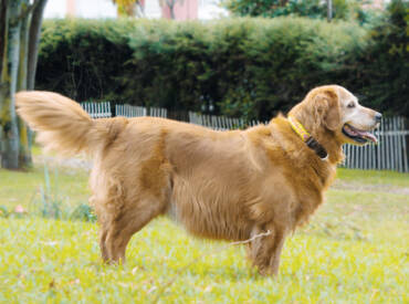 ¿Cómo reconocer que tu perro ya es adulto?