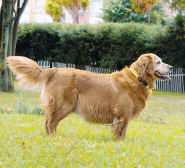 ¿Cómo reconocer que tu perro ya es adulto?