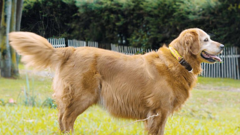 ¿Cómo reconocer que tu perro ya es adulto?